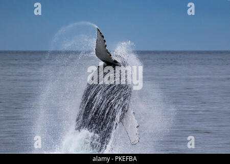 Une baleine à bosse violation haut dans les airs à Chatham Strait dans le sud-est de l'Alaska, USA Banque D'Images