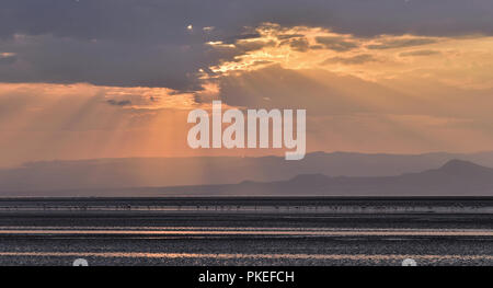 Les flamants roses sur le lac Natron au coucher du soleil. La Tanzanie. Afrique du Sud Banque D'Images