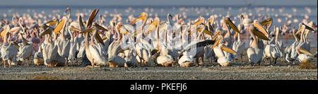 De grands pélicans blancs sur la rive du lac Natron. Nom scientifique : Pelecanus onocrotalus. Le lac Natron. La Tanzanie. L'Afrique. Banque D'Images