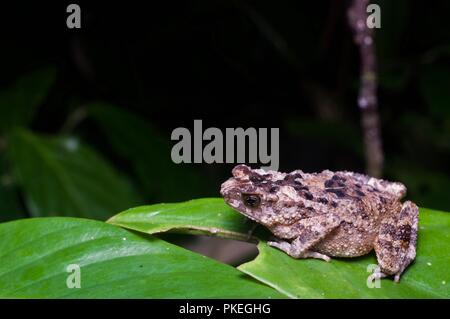 Une petite forêt Toad (Ingerophrynus divergens) sur une feuille dans le parc national du Gunung Mulu, Sarawak, l'Est de la Malaisie, Bornéo Banque D'Images