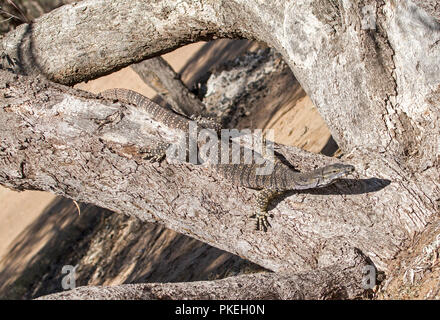 Australian goanna, dentelle varan , sur une branche du grand arbre mort à Culgoa Parc National dans l'outback EN IN Banque D'Images