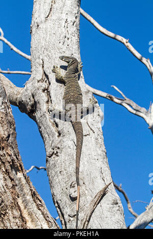 Australian goanna, dentelle varan , escalade coffre de grand arbre mort contre ciel bleu à Culgoa Parc National dans l'outback EN IN Banque D'Images