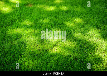 Parfaitement tondu frais jardin pelouse en été. L'herbe vert vif avec des taches solaires. Banque D'Images