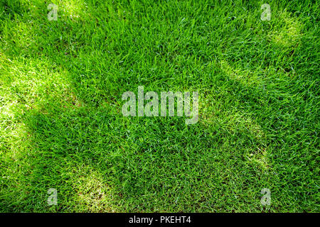 Parfaitement tondu frais jardin pelouse en été. L'herbe vert vif avec des taches solaires. Banque D'Images