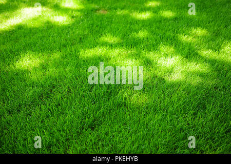 Parfaitement tondu frais jardin pelouse en été. L'herbe vert vif avec des taches solaires. Banque D'Images