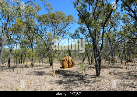 Termitière géante dans la savane près de Chillagoe, le nord du Queensland, Queensland, Australie Banque D'Images