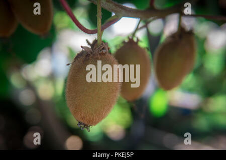 Les kiwis sur la branche. Certains Kiwi sur un arbre Banque D'Images