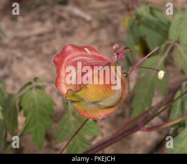 Fruit de la vigne de ballon (Cardiospermum halicacabum), Biboohra, Atherton, Far North Queensland, Queensland, Australie, FNQ Banque D'Images