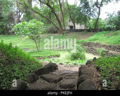 Arbres, plantes et le feuillage à l'intérieur de plus en plus magnifique parc Nalla Osho à Pune, Maharashtra, Inde Banque D'Images