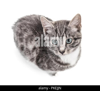 Mignon petit chaton gris aux yeux bleus isolé sur fond blanc Banque D'Images