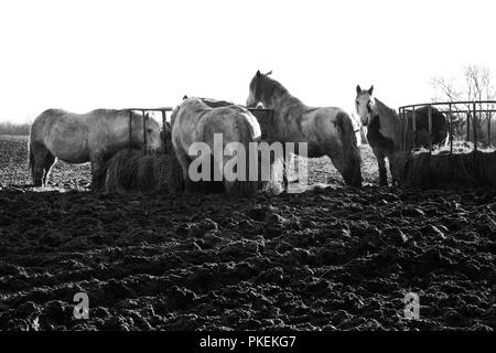 Chevaux debout dans un champ boueux sur une journée l'hiver. Banque D'Images