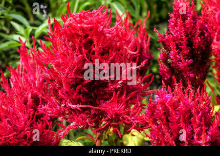 Cockscomb, Celosia argentea 'Arrabona' Banque D'Images