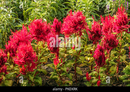 Cockscomb, rouge Celosia argentea 'Arrabona' Banque D'Images