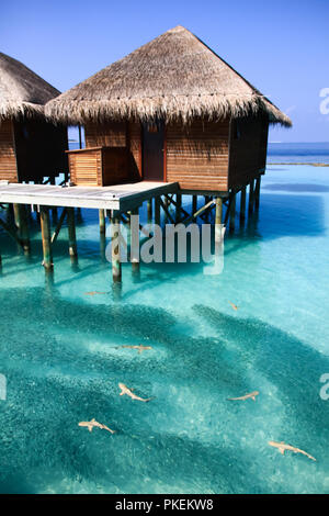 Requins à Pointe Noire bébé avec banc de poissons dans l'océan Pacifique aux Maldives Bungalows Banque D'Images