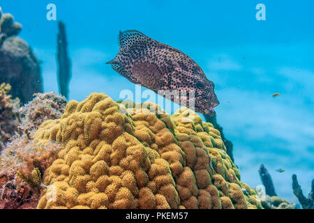 Barrière de corail en mer Carbiiean au large de la côte de Roatan Banque D'Images