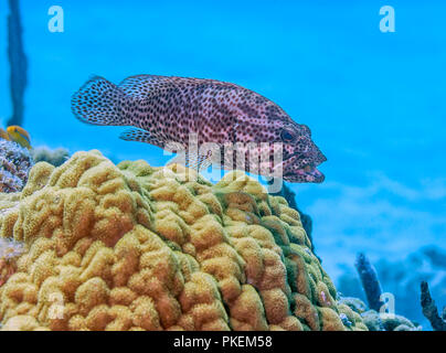 Barrière de corail en mer Carbiiean au large de la côte de Roatan Banque D'Images