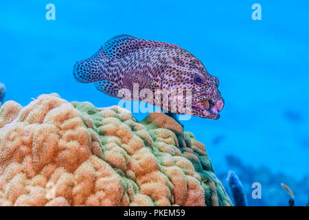 Barrière de corail en mer Carbiiean au large de la côte de Roatan Banque D'Images