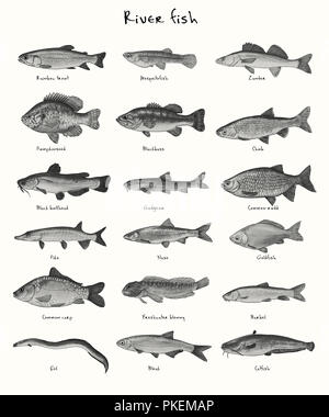 Illustration numérique de poissons de rivière Banque D'Images