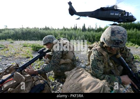 Marines avec la Compagnie Charlie, 1er Bataillon, 23e Régiment de Marines mis en place un périmètre de défense comme un UH-60 Black Hawk se soulève au cours de la 4ème Division de marines à la compétition annuelle de peloton de Joint Base Elmendorf-Richardson, Anchorage, Alaska, le 3 août 2018. Super Squad concours ont été conçus pour évaluer un 14-man d'infanterie tout au long d'un vaste domaine et l'évolution de tir réel. Banque D'Images