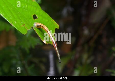 Un tigre Leech (Haemadipsa picta) s'étendant sur une feuille dans la forêt tropicale à Ranau, Sabah, Bornéo, Malaisie Orientale Banque D'Images