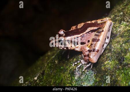 Un trou-dans-la-Tête (grenouille Huia cavitympanum) sur un rocher moussu, Ranau dans Sabah, Bornéo, Malaisie Orientale Banque D'Images