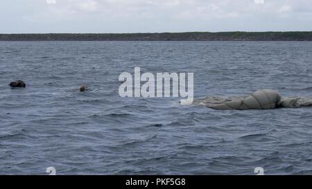 Les soldats de l'armée australienne effectuer sauts en ligne statique au cours de la formation au niveau de l'unité 'Pyrocrab' base navale à Guam, le 6 août 2018. Pyrocrab est une bi-niveau de l'unité, une formation qui porte sur le renforcement des relations et de renforcer l'interopérabilité entre les forces de la Marine américaine et australienne. EODMU-5 est attribuée à commandant de la Force 75, la task force expéditionnaire principale responsable de la planification et l'exécution des opérations fluviales côtières, des explosifs et munitions, d'ingénierie et de construction, plongée sous-marine et de construction dans la 7e flotte américaine zone d'opérations. Banque D'Images