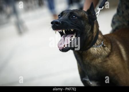 Un chien de travail militaire avec le bureau du grand prévôt, bataillon de l'Administration centrale, du Marine Corps Base Hawaii (MCBH) participe à une manifestation au cours de l'exercice annuel de soirée au centre commercial de Mokapu, MCBH, le 7 août 2018. La nuit est une campagne de renforcement de la communauté qui favorise les partenariats et la police et la communauté de camaraderie pour faire de quartier quartiers plus sûrs, plus solidaire où il fait bon vivre. Des millions d'amis prennent part à la nuit à travers des milliers de communautés de tous les 50 États, les territoires américains et des bases militaires dans le monde entier sur le premier mardi d'août tr Banque D'Images