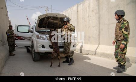 L'escadre aérienne de Kaboul, Afghanistan (9 août 2018) -- Mustafa, un militaire de la Force aérienne afghane de chien de travail, inspecte un véhicule entrant aux côtés de la base militaire d'un chien de travail, le 9 août 2018, l'Escadre aérienne de Kaboul, en Afghanistan. Mustafa est l'un des premiers maîtres de chien certifié dans l'Afghan Air Force. Banque D'Images