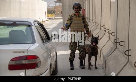 L'escadre aérienne de Kaboul, Afghanistan (9 août 2018) -- Mustafa, un militaire de la Force aérienne afghane de chien de travail, dirige l'inspection du véhicule avant d'entrer dans le 9 août 2018, de base, l'Escadre aérienne de Kaboul, Afghanistan. Mustafa est l'un des premiers maîtres de chien certifié dans l'Afghan Air Force. Banque D'Images