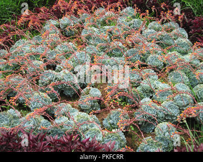 Un bouquet de roses vert Sedeveria poussant dans un jardin à Coonoor, Tamilnadu, Inde, Asie Banque D'Images