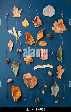 Motif de l'automne de feuilles sèches et de glands sur fond bleu foncé. Banque D'Images