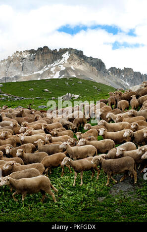 Un troupeau de moutons sur le Col du Galibier le col de montagne à Valloire, en Savoie (France, 14/06/2010) Banque D'Images