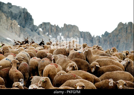 Un troupeau de moutons sur le Col du Galibier le col de montagne à Valloire, en Savoie (France, 14/06/2010) Banque D'Images