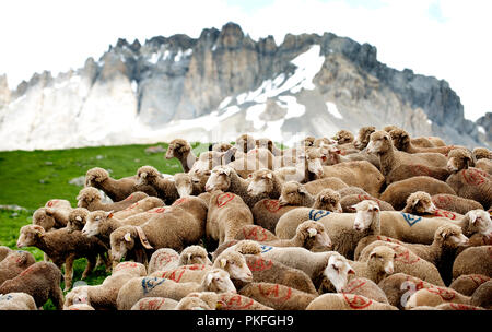 Un troupeau de moutons sur le Col du Galibier le col de montagne à Valloire, en Savoie (France, 14/06/2010) Banque D'Images