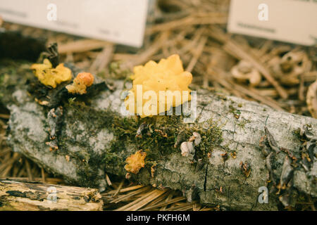 Champignons Champignons Science Art Peintures Noms scientifiques Banque D'Images