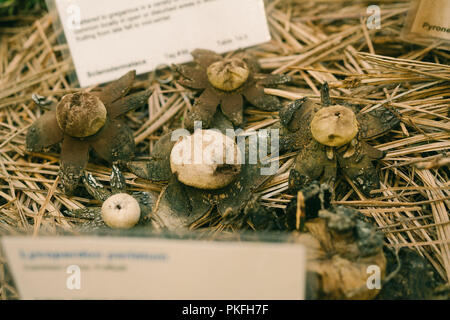 Champignons Champignons Science Art Peintures Noms scientifiques Banque D'Images