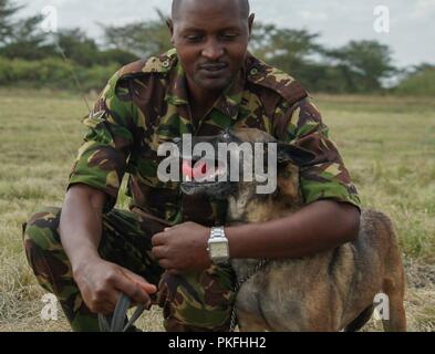 Un membre du service de la Force de défense du Kenya Premier Régiment Canine joue avec un chien de travail militaire au cours d'un partenariat d'échange d'information dans Nairobi, Kenya, 10 août 2018. Au cours de l'échange d'experts en la matière, les États-Unis et les membres de services KDF formés sur les aspects de premiers soins, les soins aux blessés au combat et compétence gestionnaire, le renforcement de la relation des deux armées. Banque D'Images