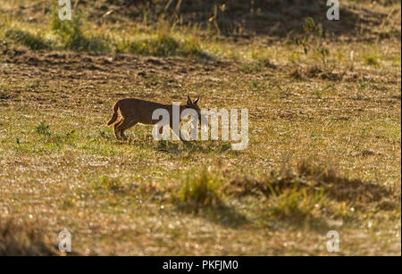 Caracal avec kill Masai Mara, Kenya, Afrique de l'Est Banque D'Images