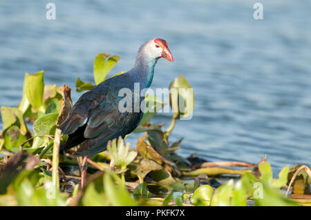 Talève Sultane - Porphyrio porphyrio jacinthe d'eau (poliocephalus) - Conte Noi - Thailande talève sultane - poule sultane Banque D'Images