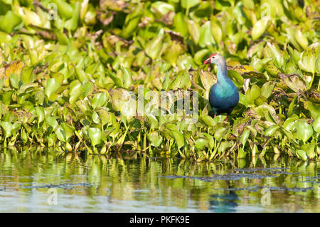 Talève Sultane - Porphyrio porphyrio jacinthe d'eau (poliocephalus) - Conte Noi - Thailande talève sultane - poule sultane Banque D'Images