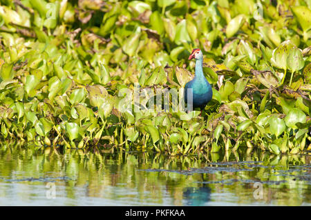 Talève Sultane - Porphyrio porphyrio jacinthe d'eau (poliocephalus) - Conte Noi - Thailande talève sultane - poule sultane Banque D'Images