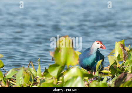 Talève Sultane - Porphyrio porphyrio jacinthe d'eau (poliocephalus) - Conte Noi - Thailande talève sultane - poule sultane Banque D'Images