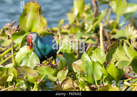 Talève Sultane - Porphyrio porphyrio jacinthe d'eau (poliocephalus) - Conte Noi - Thailande talève sultane - poule sultane Banque D'Images