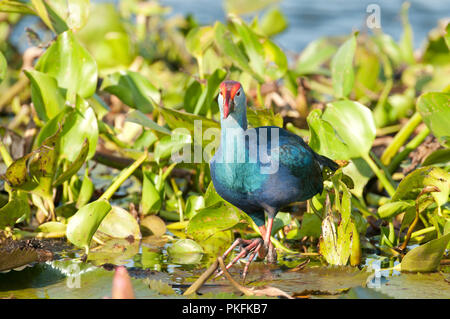 Talève Sultane - Porphyrio porphyrio jacinthe d'eau (poliocephalus) - Conte Noi - Thailande talève sultane - poule sultane Banque D'Images