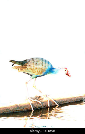 Talève Sultane (Porphyrio porphyrio poliocephalus) - Conte Noi - Thailande Banque D'Images