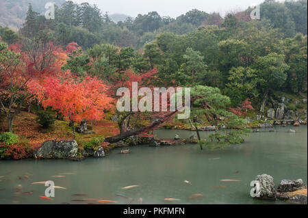 Couleur d'automne à Kyoto, au Japon. Tenryu-ji temple zen jardins, construit autour de 1345. L'étang jardin un jour de pluie en automne Banque D'Images