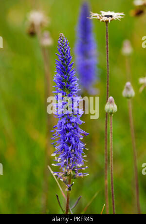 Véronique des champs (Veronica spicata dopés), Königsbrunner Heide, Augsbourg, Bavière, Allemagne Banque D'Images