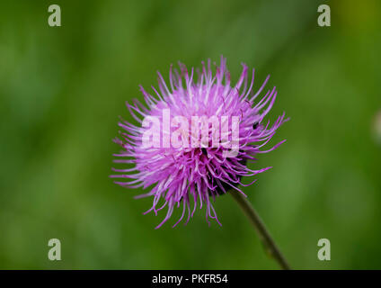 Spear Cirsium vulgare), oranger, Bavière, Allemagne Banque D'Images