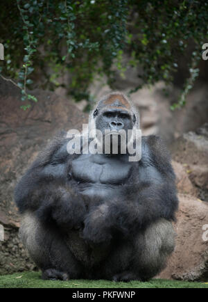 Dos argenté, Gorille de plaine de l'ouest (Gorilla gorilla gorilla), se repose, homme, captive, Loro Parque, Tenerife, Espagne Banque D'Images