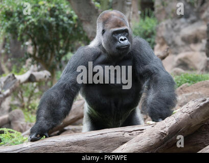Dos argenté, Gorille de plaine de l'ouest (Gorilla gorilla gorilla), homme, captive, Loro Parque, Tenerife, Espagne Banque D'Images
